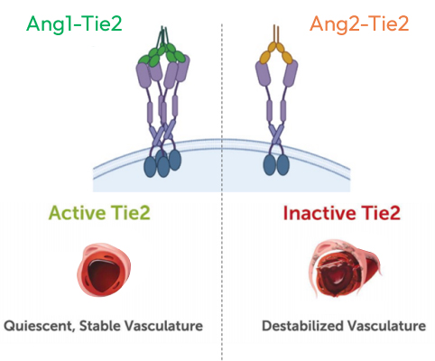 Tie2, Gatekeeper for stable & healthy blood vessels