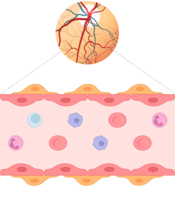 Non-leaky & healthy vessel